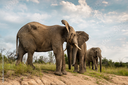 Adult elephants standing near the watering hole in Bela Bela, Limpopo photo