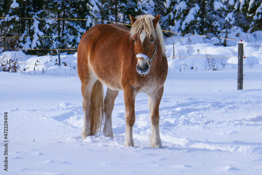 Beautiful horses in the snow. Winter on the farm, horses on the farm. Beautiful horses in the snow. Winter on the farm, horses on the farm.