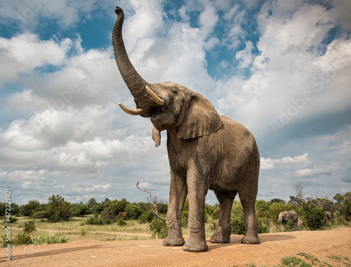 Portrait of an adult elephant in Bela Bela, Limpopo