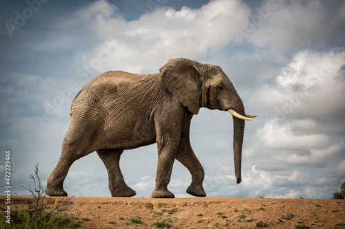 Side profile view of an elephant walking in a distance in Bela Bela, Limpopo photo