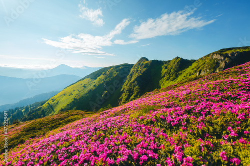 Splendid landscape in sunny summer day with pink rhododendron flowers. Carpathian mountains, Ukraine.