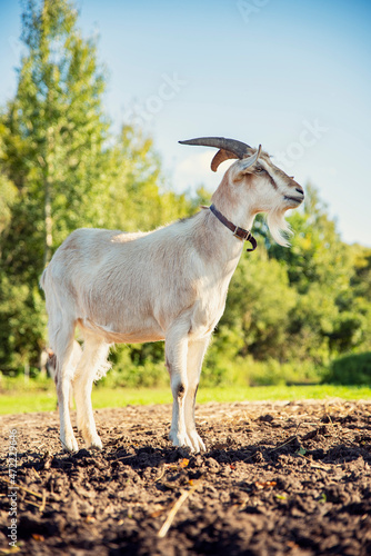white grey goat standing in field