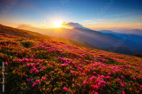 Attractive summer sunset with pink rhododendron flowers. Carpathian mountains  Ukraine.