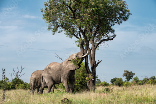 Elephant seen grazing the leafy plant of a tree in Bela Bela, Limpopo photo