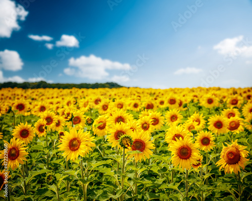 Attractive scene of vivid yellow sunflowers in the sunny day. Location Ukraine  Europe.