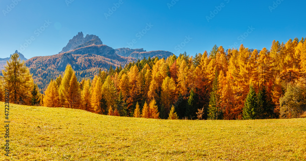 Naklejka premium Charming yellow larch illuminated by the sun in alpine valley. Dolomite alps, Cortina d'Ampezzo, province Belluno, Italy.