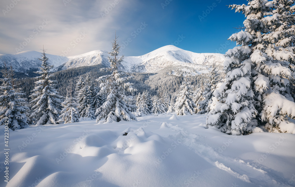 Magic snow-covered spruces on a frosty day. Carpathian mountains, Ukraine, Europe.