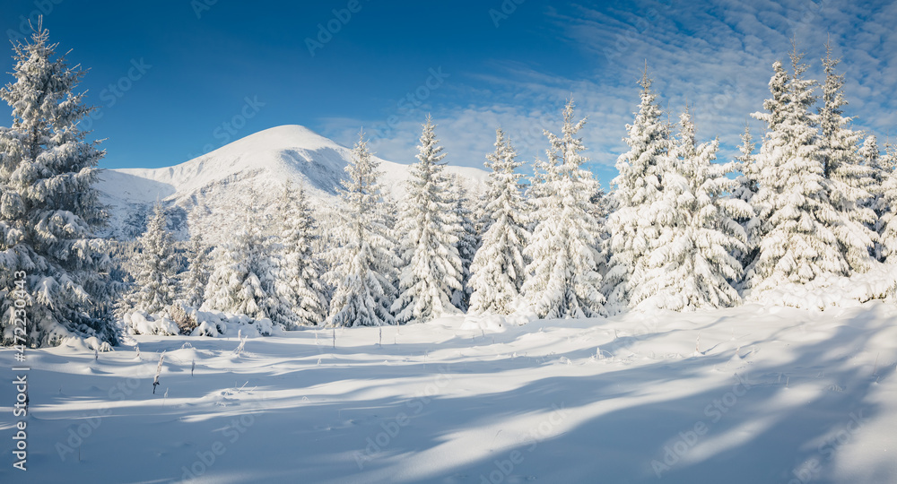 Magic snow-covered spruces on a frosty day. Carpathian mountains, Ukraine, Europe.