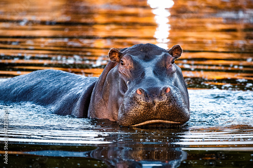 A hippo swimming in the river in the Xidulu Private Lodge, Limpopo photo