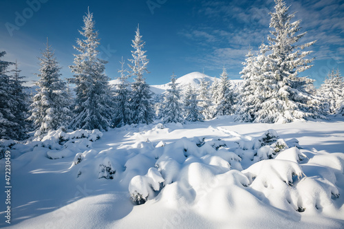 Spectacular snow-covered spruces on a frosty sunny day. Carpathian mountains, Ukraine. © Leonid Tit