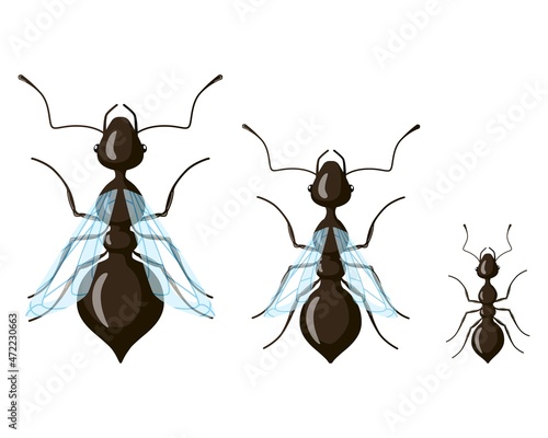 Queen, male, worker ant isolated on white background. Class distribution of insects.