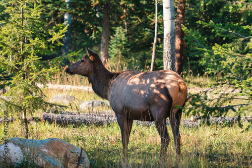 Female Elk or Wapiti of one of the largest species in the forest © Mumemories
