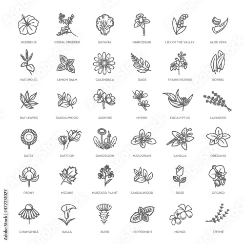 Fotografie, Obraz Set of flowers and herbs icon in flat design. Vector collection