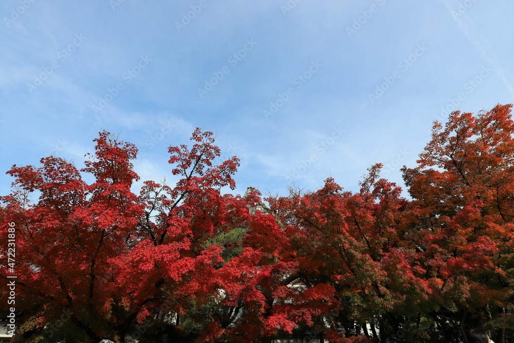 京都　モミジの永観堂