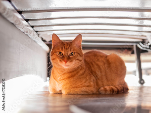 Fototapeta Naklejka Na Ścianę i Meble -  Ginger tabby cat hides under bed. Pet with serious emotion on face. Hiding place for domestic animal.