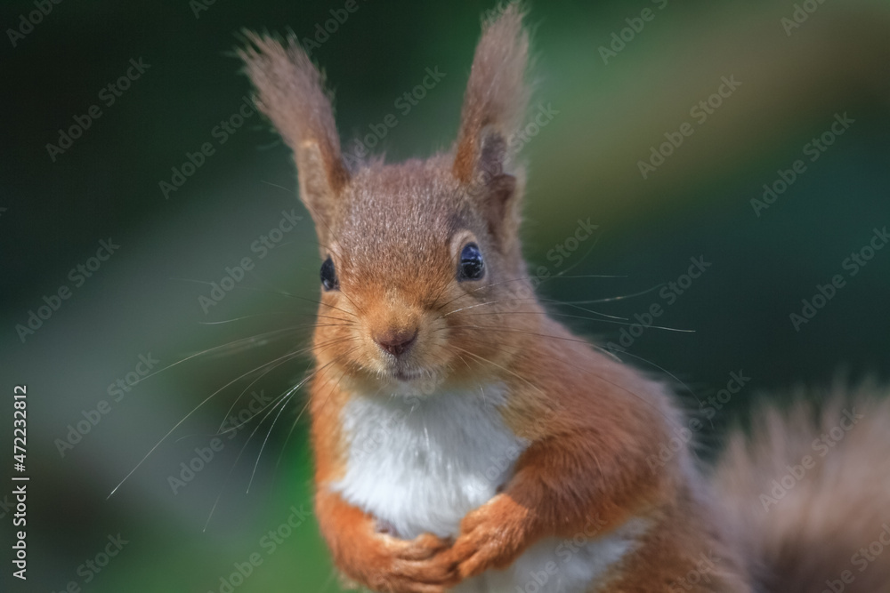 Fototapeta premium Close up of red squirrel