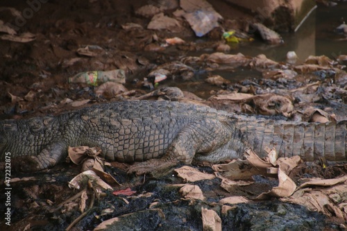 le crocodile se repose sous le pond de la forùet classée de ouagadougou.