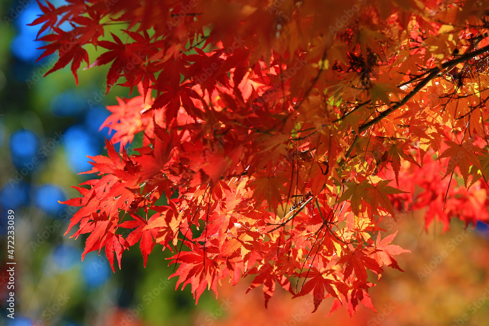 close-up of beautiful colorful Maple leaves,red and golden leaves growing on the branches of the Maple tree at sunny autumn close-up of beautiful colorful Maple leaves,red and golden leaves growing on the branches of the Maple tree at sunny autumn