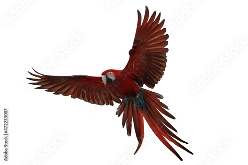 macaw parrot flying isolated on white background.