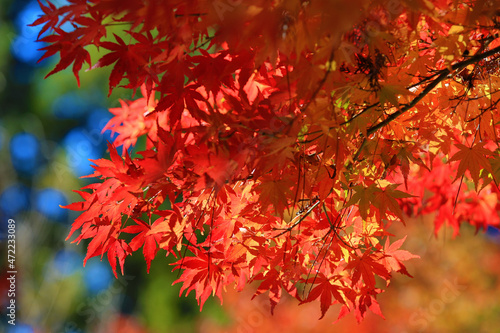 close-up of beautiful colorful Maple leaves,red and golden leaves growing on the branches of the Maple tree at sunny autumn
