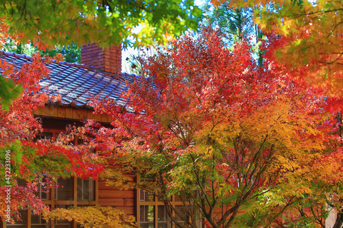 beautiful autumn scenery with colorful Maple trees and wooden house view of yellow and red leaves growing on the branches of the Maple trees at a sunny day
