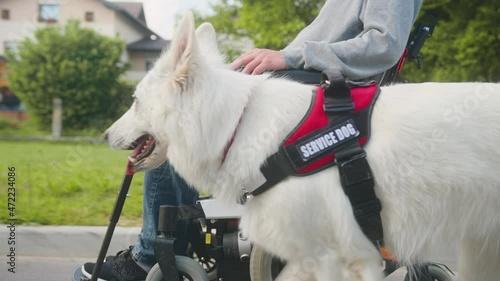 Tracking close up shot of a service dog, mobility assistance dog in the walk with a disabled person in a wheelchair. photo