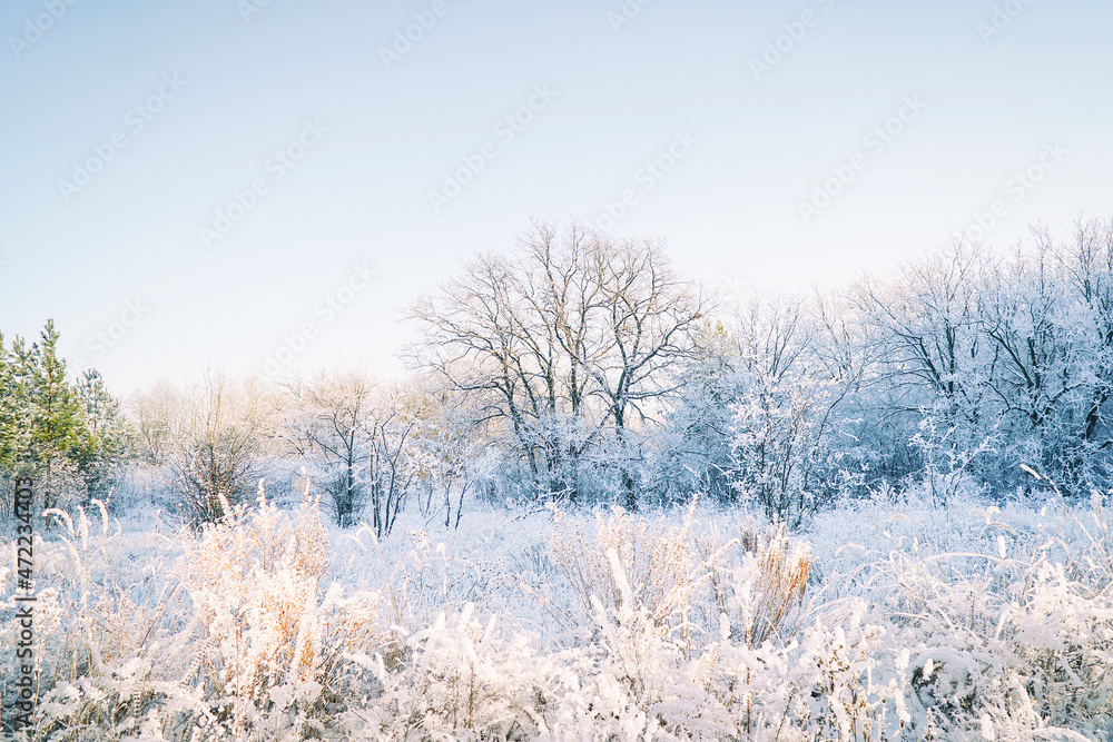 Trees and bushes in a beautiful white hoarfrost on a blue sky background. Winter forest in the snow Trees and bushes in a beautiful white hoarfrost on a blue sky background. Winter forest in the snow