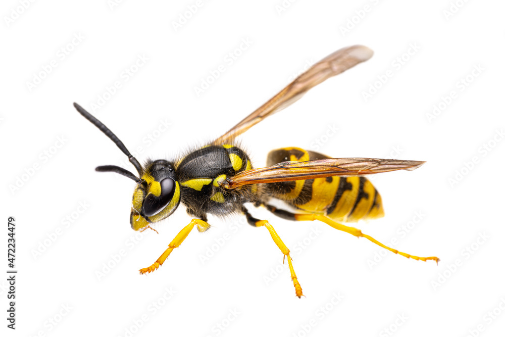 side view of single european / german wasp ( Vespula germanica ) isolated on white background - alive side view of single european / german wasp ( Vespula germanica ) isolated on white background - alive