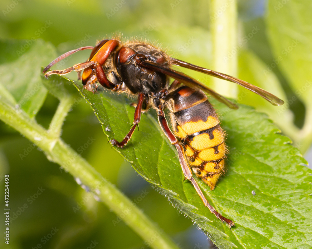 side view of single european hornet ( Vespa crabro ) sitting on a green leaf side view of single european hornet ( Vespa crabro ) sitting on a green leaf