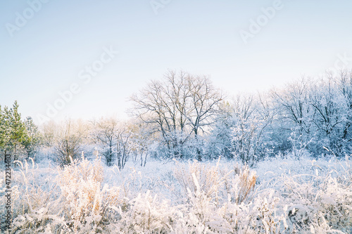 Trees and bushes in a beautiful white hoarfrost on a blue sky background. Winter forest in the snow