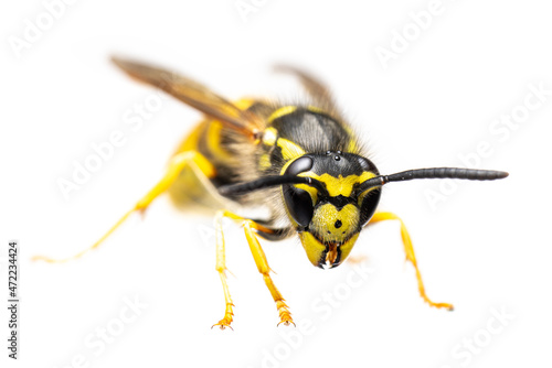 front view of single european / german wasp ( Vespula germanica ) isolated on white background - alive
