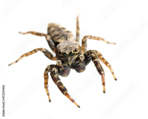 jumping spider ( Marpissa muscosa ) front view of living spider isolated on white background