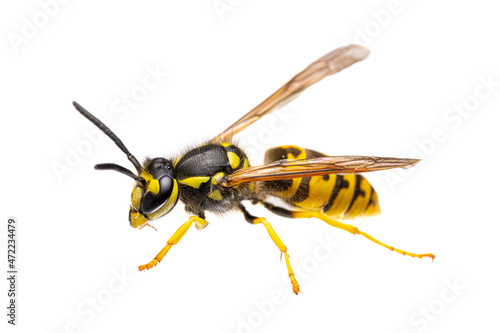 side view of single european / german wasp ( Vespula germanica ) isolated on white background - alive