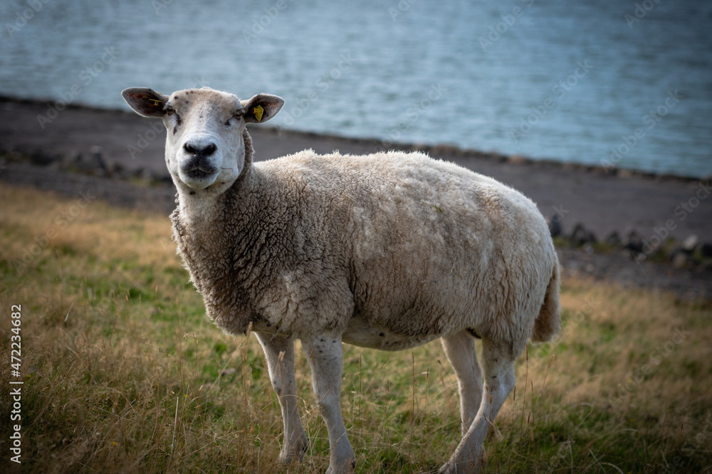 Obraz premium Deichschafe