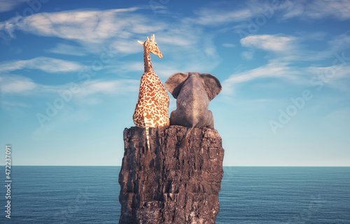 Elephant and a giraffe sitting on a rock photo