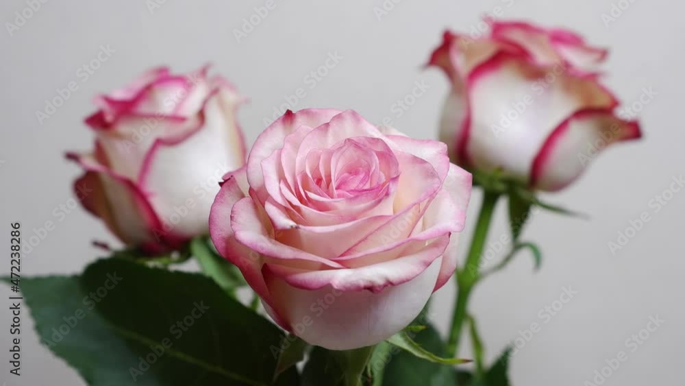 Roses are moving on a beige background. 4k. Roses are moving on a beige background. 4k.