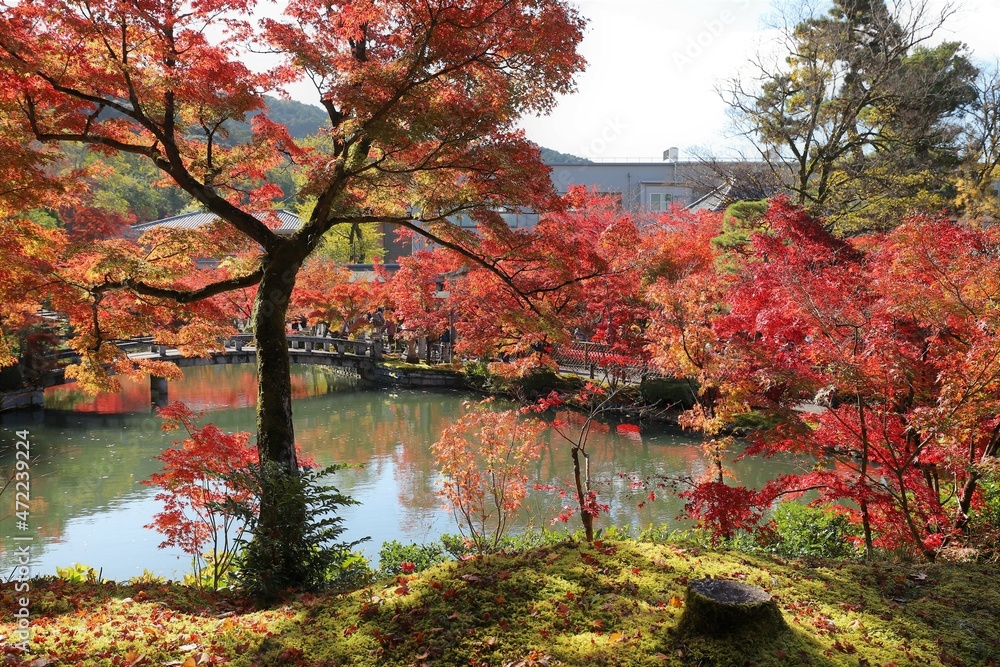 京都 モミジの永観堂 京都 モミジの永観堂