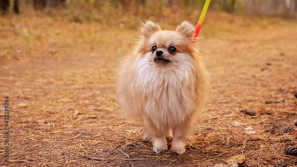 Young red pomeranian mini spitz outdoors in autumn park. Young red pomeranian mini spitz outdoors in autumn park.