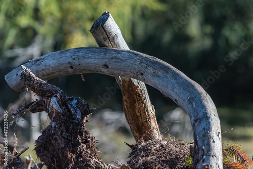 Gebogener Ast eines abgestorbenen Baumes photo