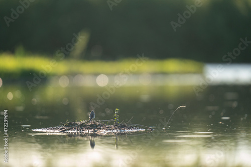 White Wagtail (Motacilla alba yarrellii) photo