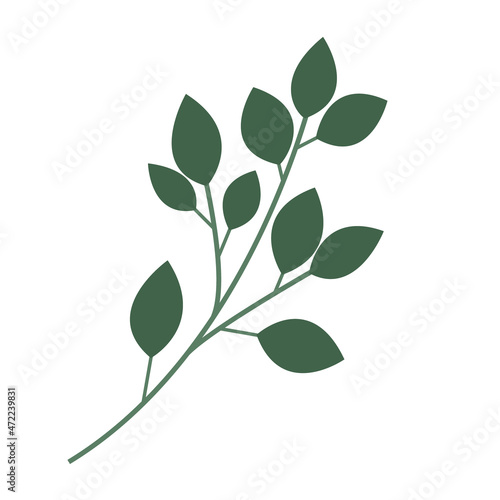 Vector drawing of twigs with leaves isolated on white background. Minimalistic twig in a flat style. Drawing worksheet for web design and typography, logos.