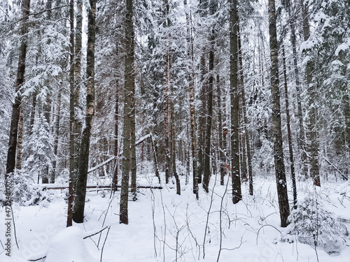 winter forest