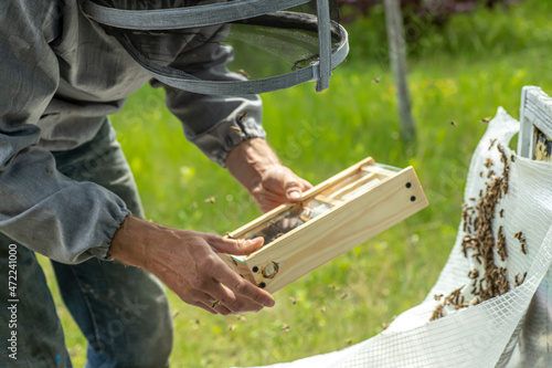 Beekeeper holding a small Nucleus with a young queen bee. Breeding of queen bees. Beehives with honeycombs. Preparation for artificial insemination bees. Natural economy. Queen Bee Cages