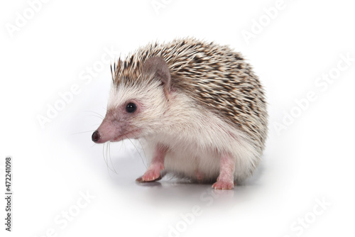 Fototapeta Naklejka Na Ścianę i Meble -  An African cute hedgehog with brown spines and needles on its back stomps on a white isolated background