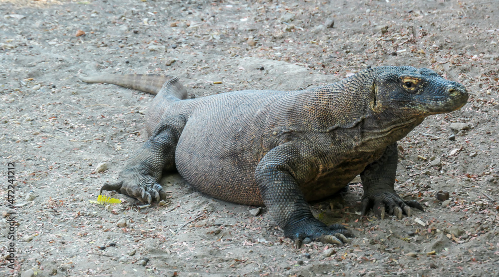 A gigantic, venomous Komodo Dragon roaming free in Komodo National Park, Flores, Indonesia. The dragon is resting in a shadow with its stomach full. Dangerous animal in natural habitat.