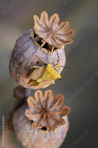 Fototapeta Naklejka Na Ścianę i Meble -  Closeup of shield bug (Carpocoris fuscispinus) sitting on brown dry poppy seed heads (seed capsules)