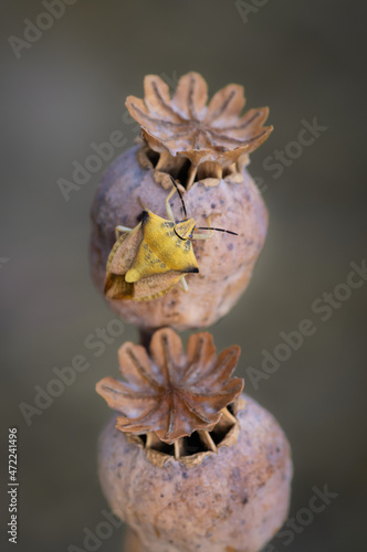 Closeup of shield bug (Carpocoris fuscispinus) sitting on brown dry poppy seed heads (seed capsules) in the garden