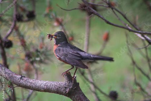 American Robin perched on a cut boxwood pine branch holding bugs in its mouth during summer