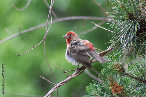 Closeup of an adult male house finch perched on a boxwood pine bush branch with a green background