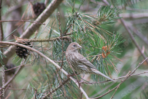 Adult female house finch perched on a boxwood pine bush branch in summer time